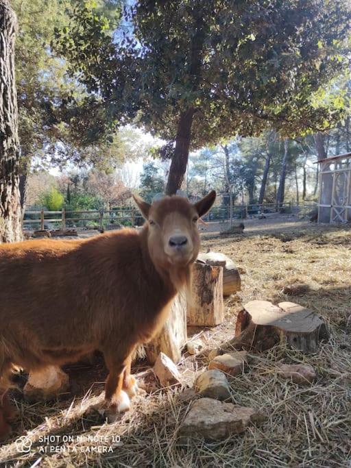 L'Autre Perle, Balneo En Supplement, Le Clos Des Perles Tourtour Bagian luar foto